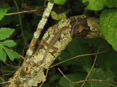Anolis auratus