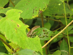 Anolis auratus