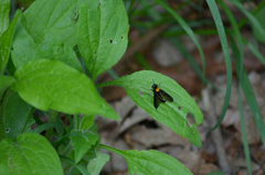 Chrysopilus thoracicus