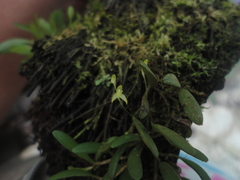 Anathallis sertularioides