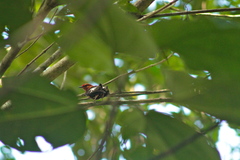 Machaeropterus deliciosus