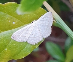Image of Scopula umbilicata