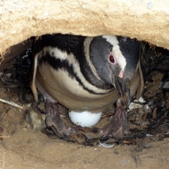 Spheniscus magellanicus