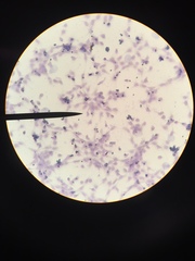 Saccharomyces cerevisiae image