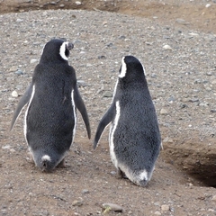 Spheniscus magellanicus