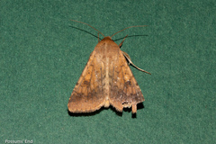 Helicoverpa armigera conferta