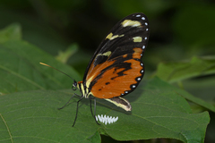 Mechanitis polymnia isthmia