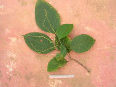 Aparisthmium cordatum