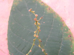 Aparisthmium cordatum