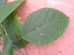 Aparisthmium cordatum