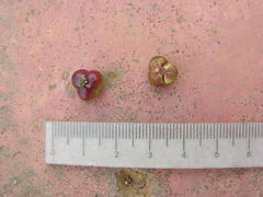 Aparisthmium cordatum