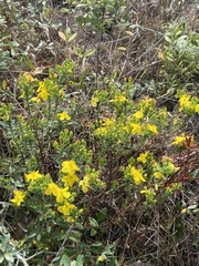 Hypericum microsepalum