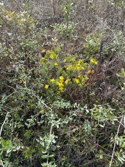 Hypericum microsepalum