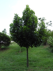 Calophyllum brasiliense