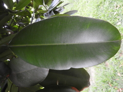 Calophyllum brasiliense