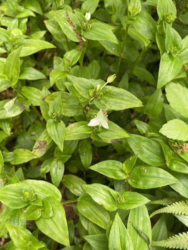 Tradescantia fluminensis image