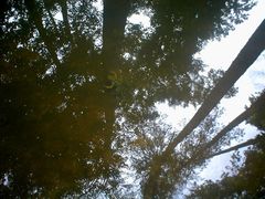 Lithobates palustris