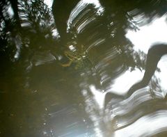 Lithobates palustris