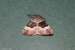 Pseudocoremia pergrata