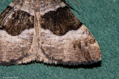 Pseudocoremia pergrata