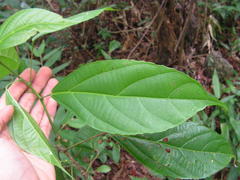 Aparisthmium cordatum