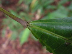 Aparisthmium cordatum