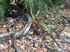 Pteridium esculentum