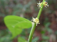 Aparisthmium cordatum