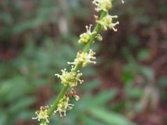 Aparisthmium cordatum