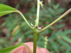 Aparisthmium cordatum