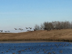 Branta hutchinsii