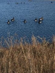 Branta hutchinsii