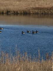Branta hutchinsii