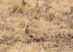 Muscisaxicola capistratus