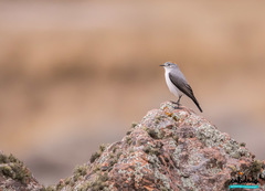 Muscisaxicola rufivertex