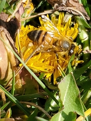 Apis mellifera