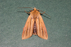 Ichneutica sulcana