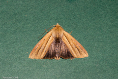 Ichneutica sulcana