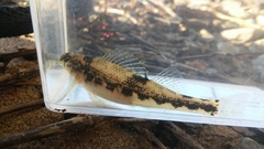 Etheostoma etnieri