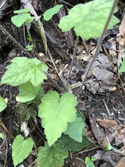 Tiarella wherryi