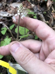 Tiarella wherryi