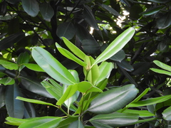 Calophyllum brasiliense