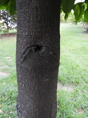 Calophyllum brasiliense