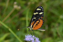 Mechanitis polymnia isthmia