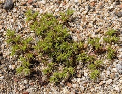 Loeflingia squarrosa