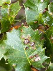 Heteroecus dasydactyli