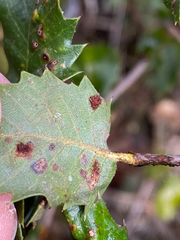 Heteroecus dasydactyli