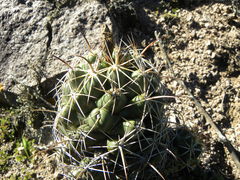 Coryphantha glassii