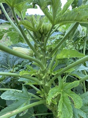 Abelmoschus esculentus