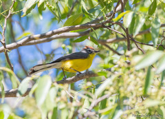 Myioborus brunniceps